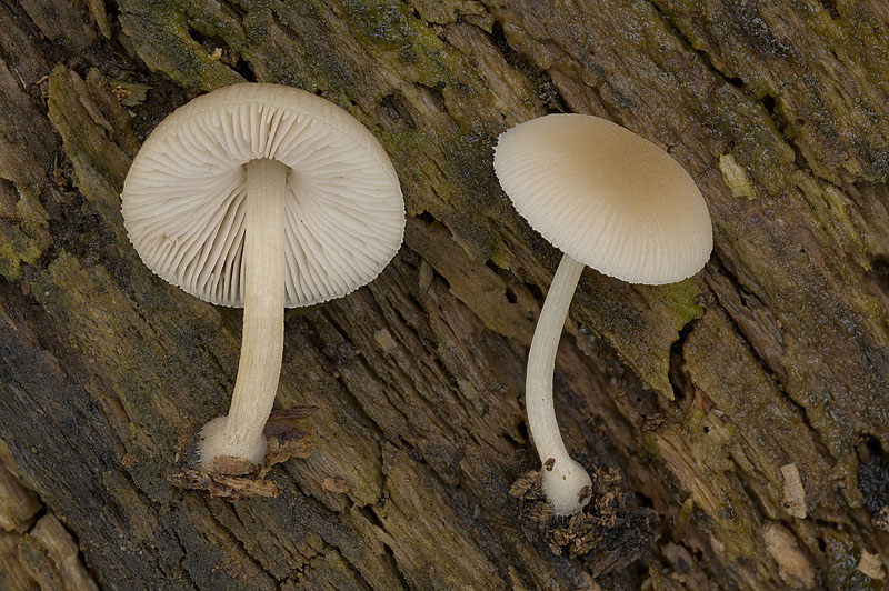 Pluteus semibulbosus